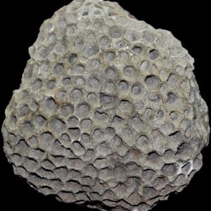 Pseudoheksagonaria jurkowicensis_Polska_76